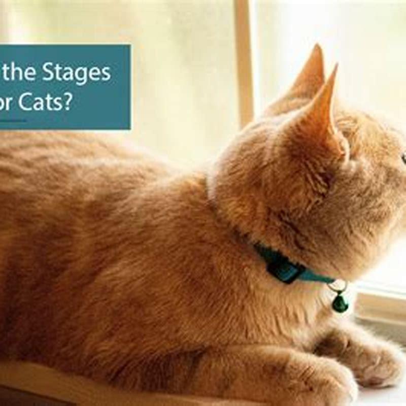 How long do heat symptoms last in cats?