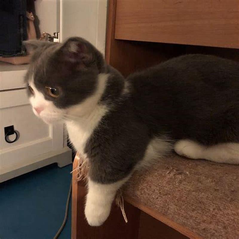 How long do Munchkin cats live for?