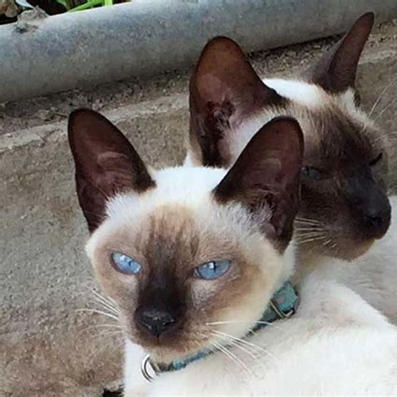 How long do Thai cats live?