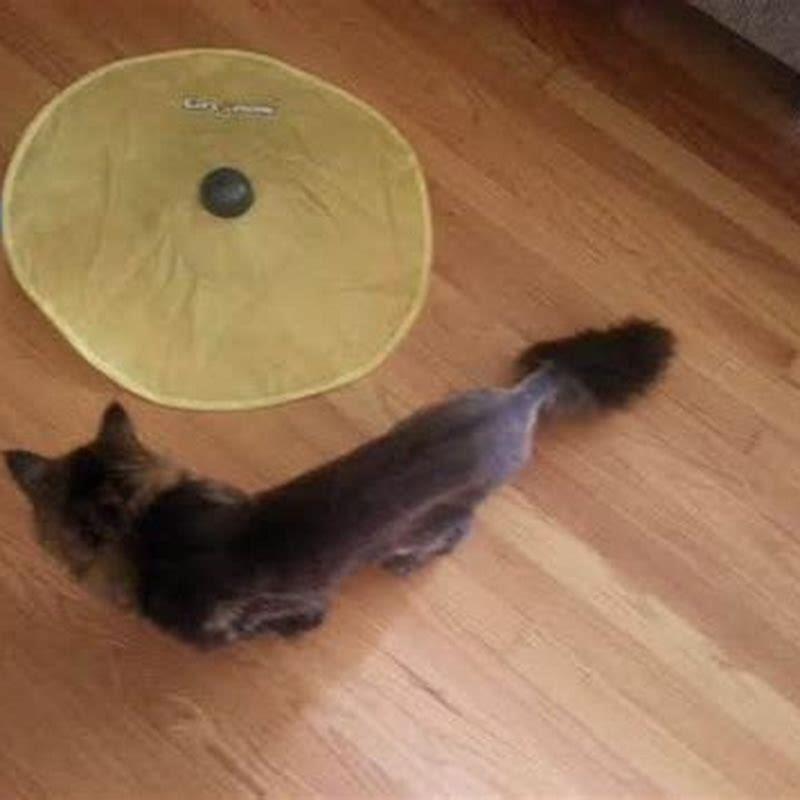 How long does it take for a cat to be fully grown?