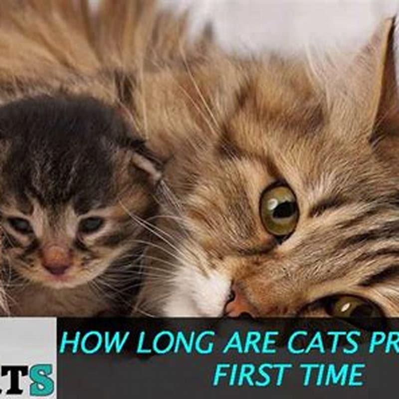 how-long-does-it-take-for-a-cat-to-give-birth-between-kittens-diy