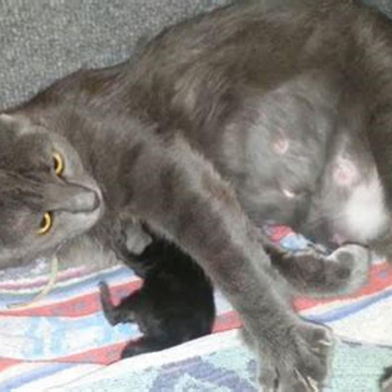 How long does it take for a cat to give labor?