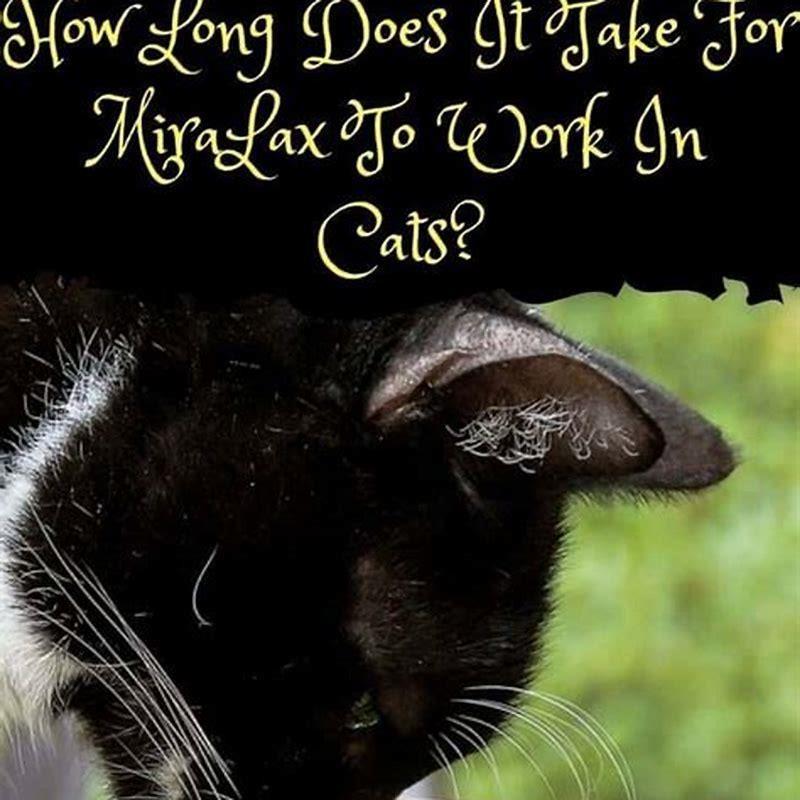How long does it take for a laxative to work on a cat?