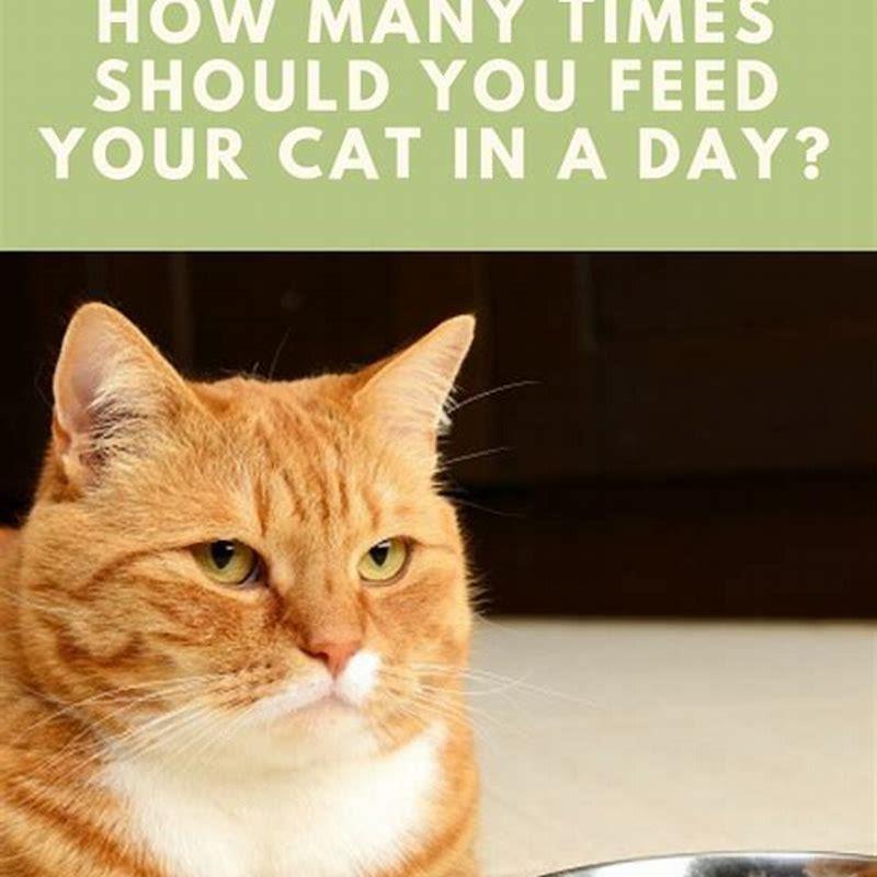 How long should I feed kitten food?
