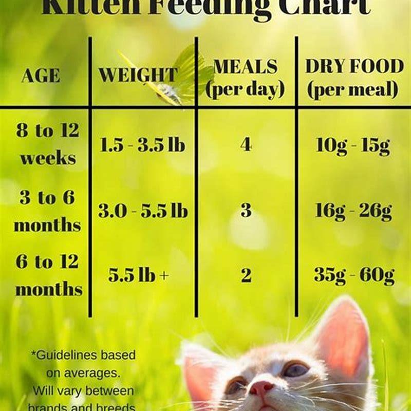 how-long-should-i-give-my-cat-kitten-food-diy-seattle