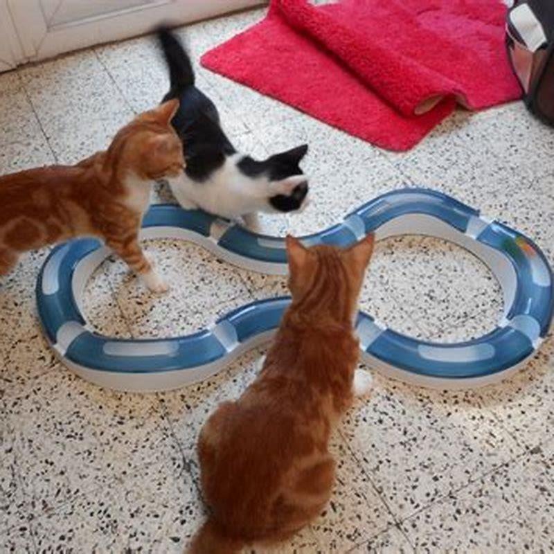 How long should I play with my indoor cat?