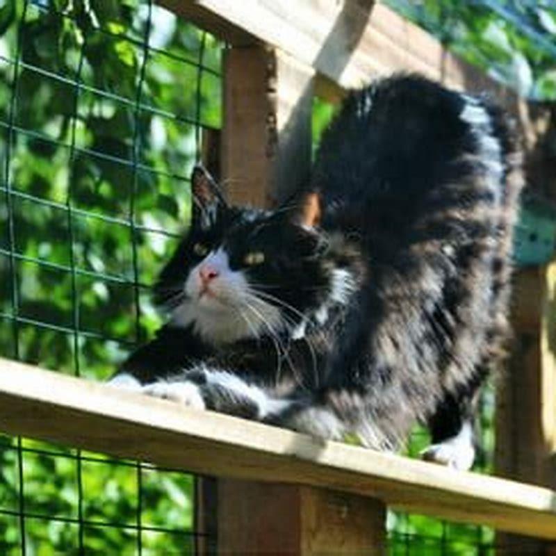 How long should my cat be missing before I worry?