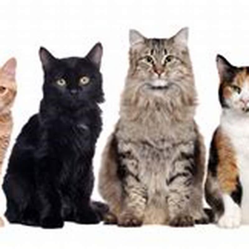 How many are there in the cats?