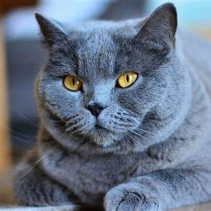 How many Chartreux cats are there?