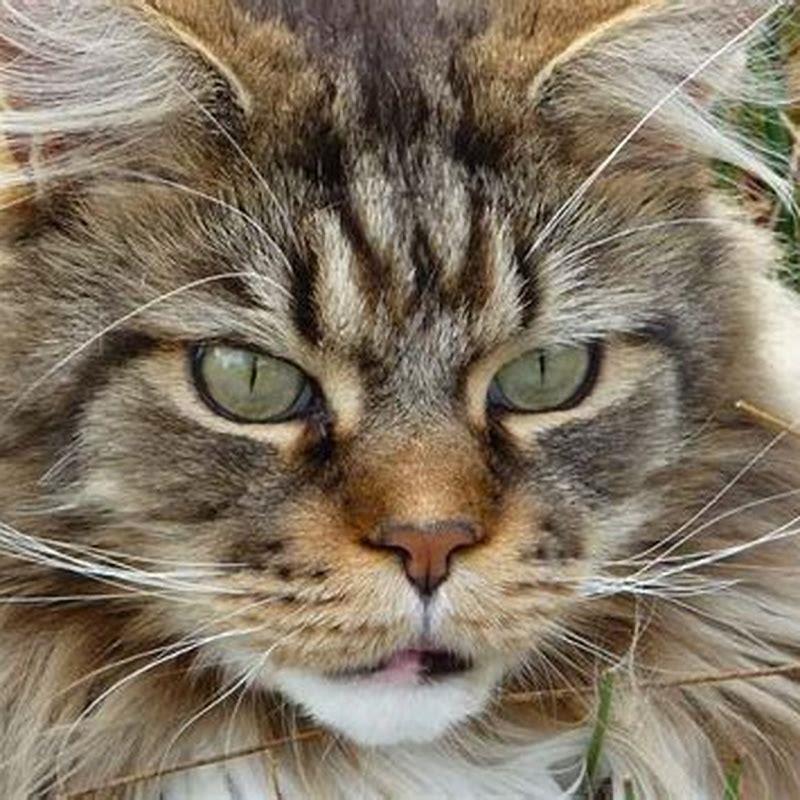 How many different colors of Maine Coon cats are there? - DIY Seattle