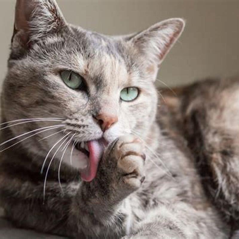 How many hours do cats clean themselves?