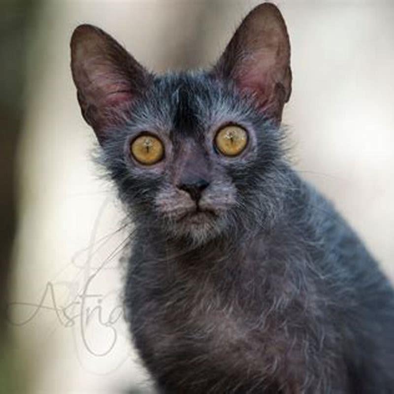 How many Lykoi cats are there?