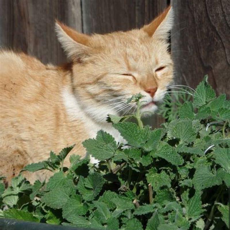 How often can cats have catnip?
