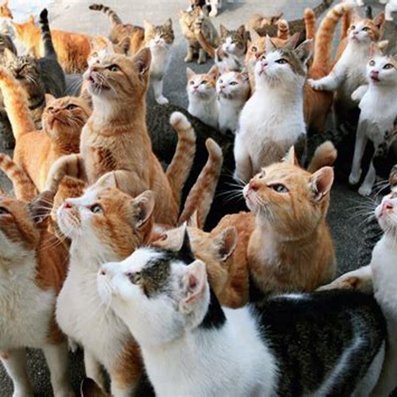 How often do cats come when called?