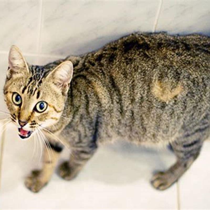 How often do cats gestate?