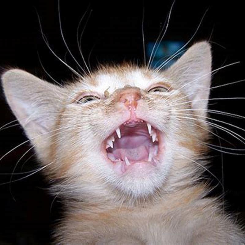 How old are cats when they get their front teeth?