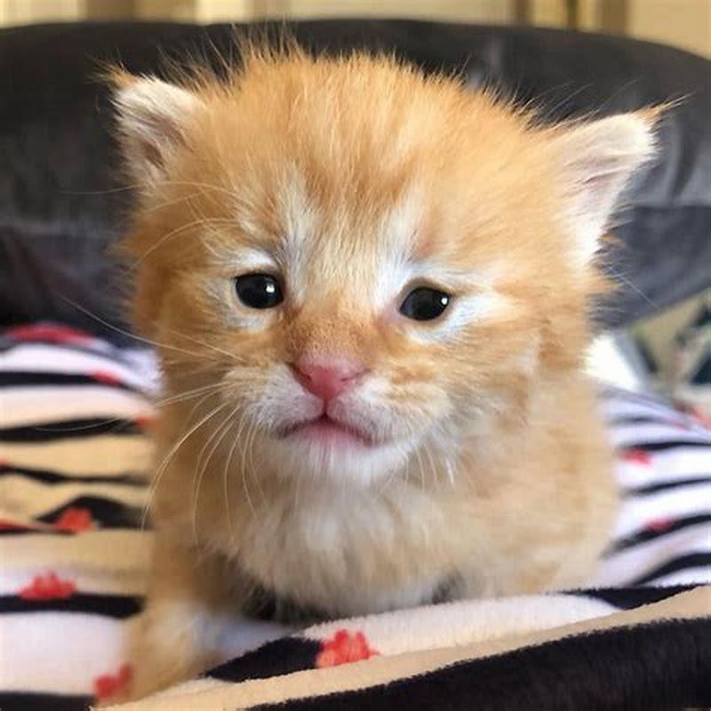 How Old Before Kittens Open Their Eyes 
