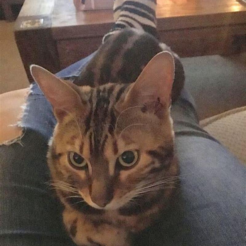 How old is the oldest Bengal cat?