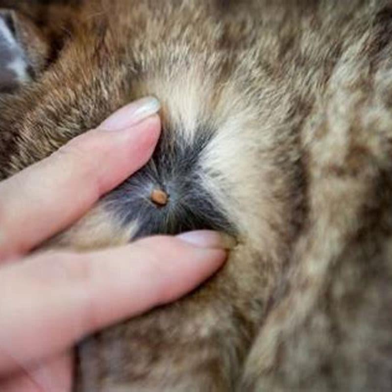 How serious are ticks on cats?
