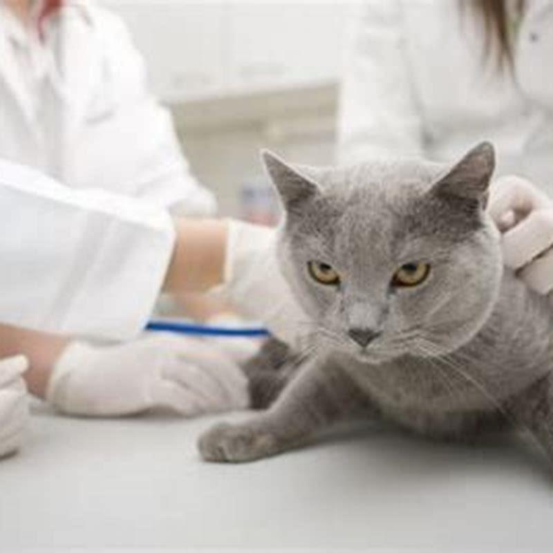 Can Cats Pass Parasites To Other Cats