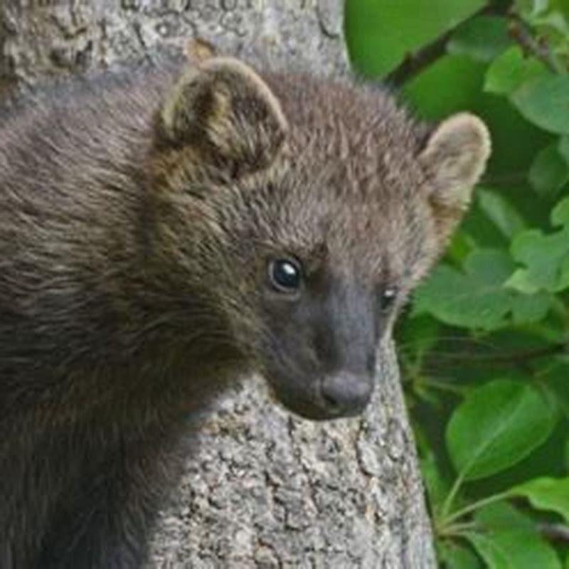 How Tall Is A Fisher Cat DIY Seattle How Tall Is A Fisher Cat DIY Seattle