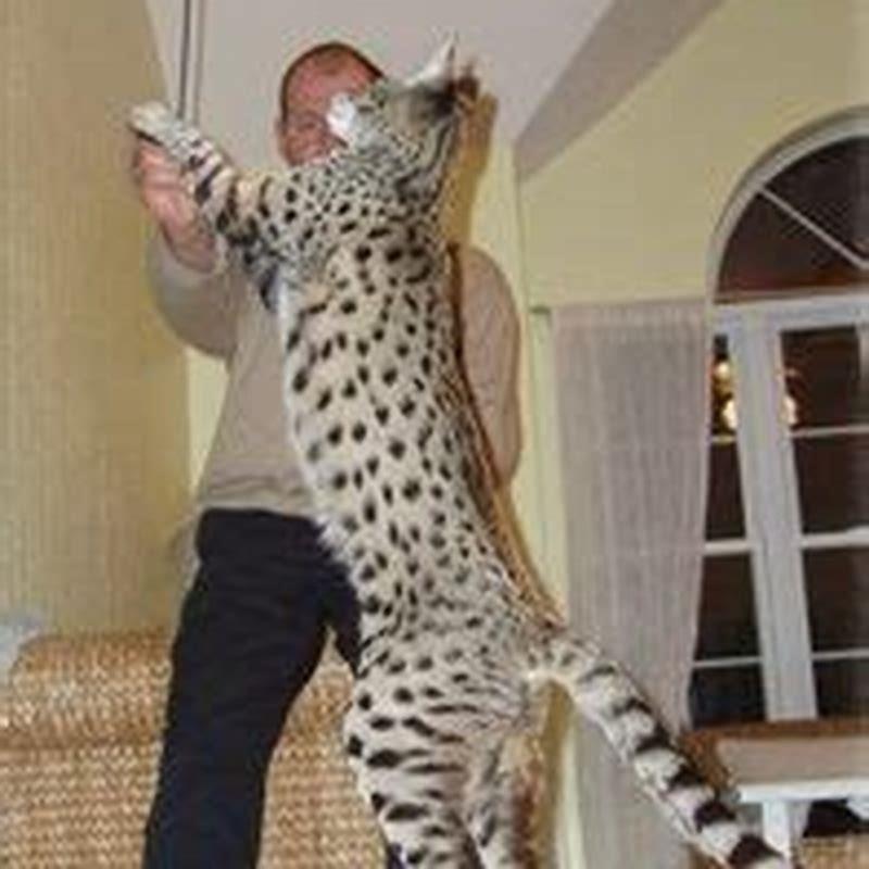 How tall is Savannah cat on its hind legs? - DIY Seattle