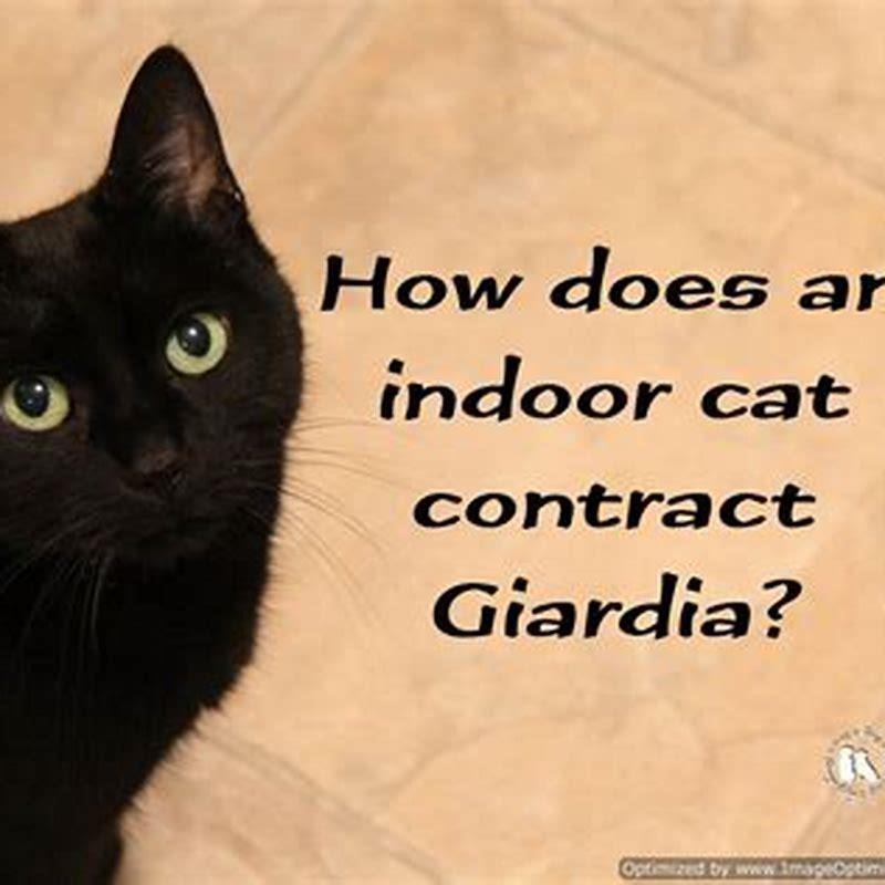 How would a cat get Giardia?
