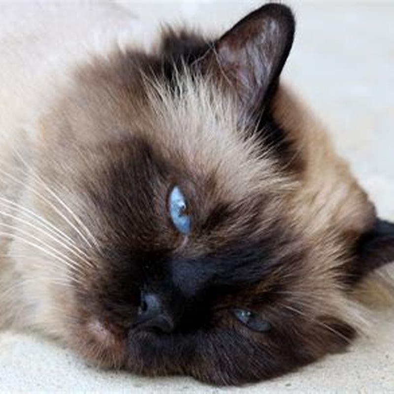 Is a Balinese cat a ragdoll? - DIY Seattle