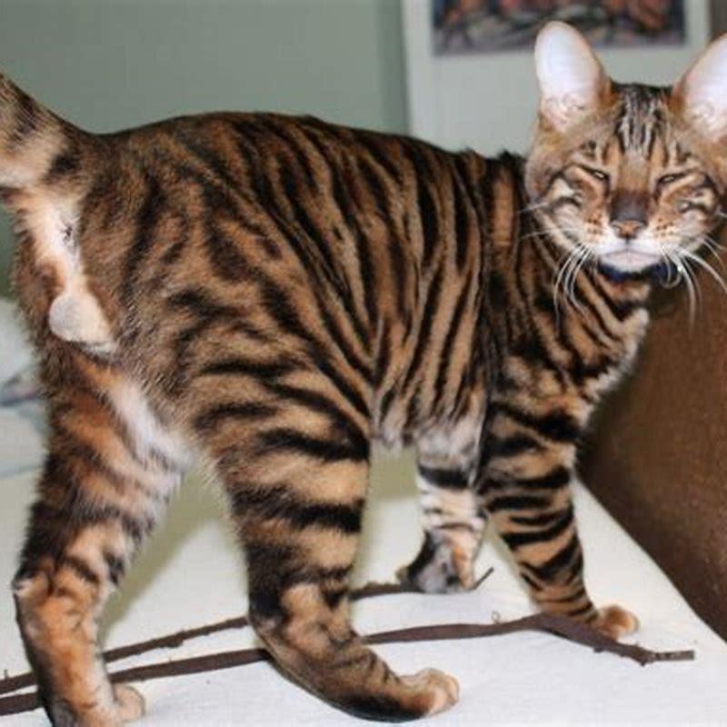 Is A Toyger Cat Rare DIY Seattle is-a-toyger-cat-rare-diy-seattle