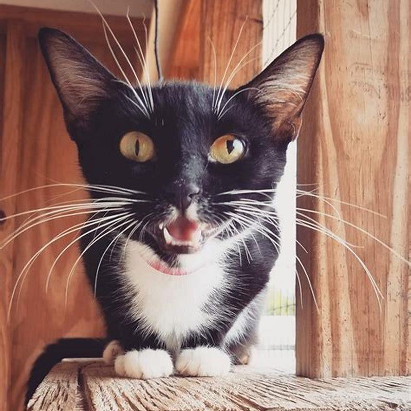 Is a tuxedo cat an American Shorthair?
