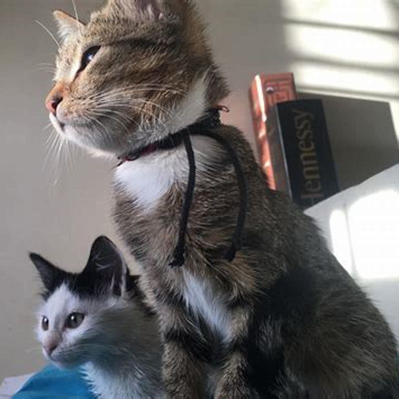 Is american shorthair a purebred diy seattle