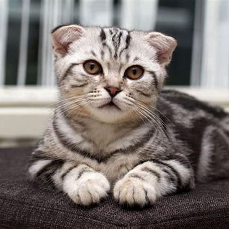 Is American Shorthair the same as domestic shorthair?