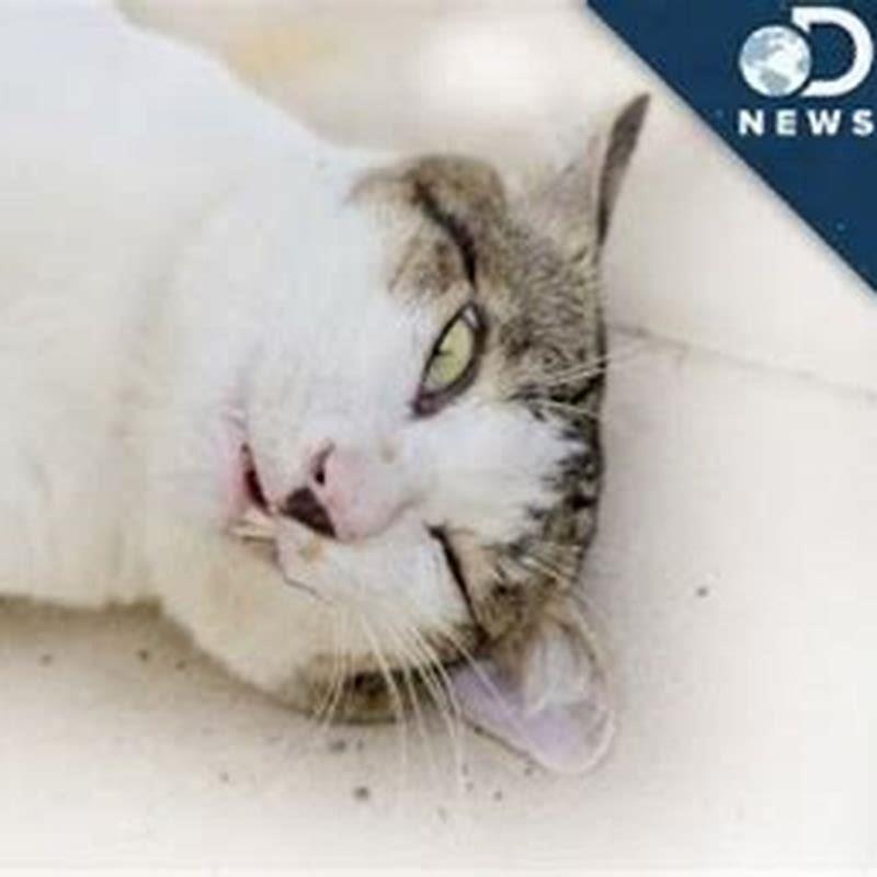 Is catnip really a drug for cats?