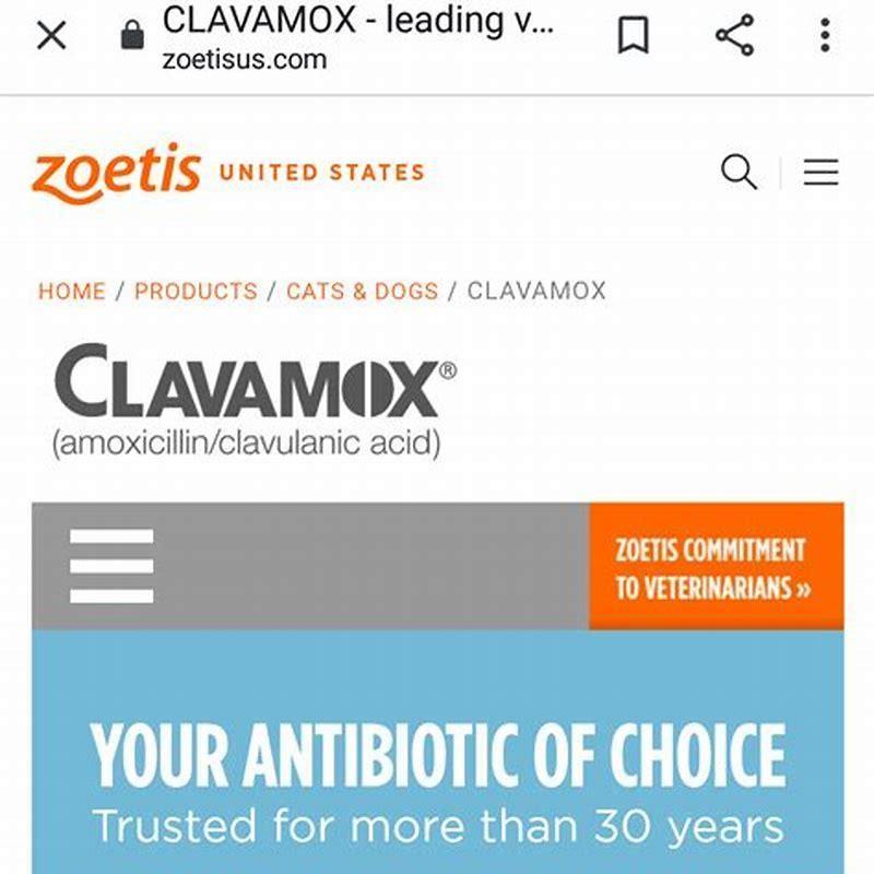 is-clavamox-and-amoxicillin-the-same-thing-diy-seattle