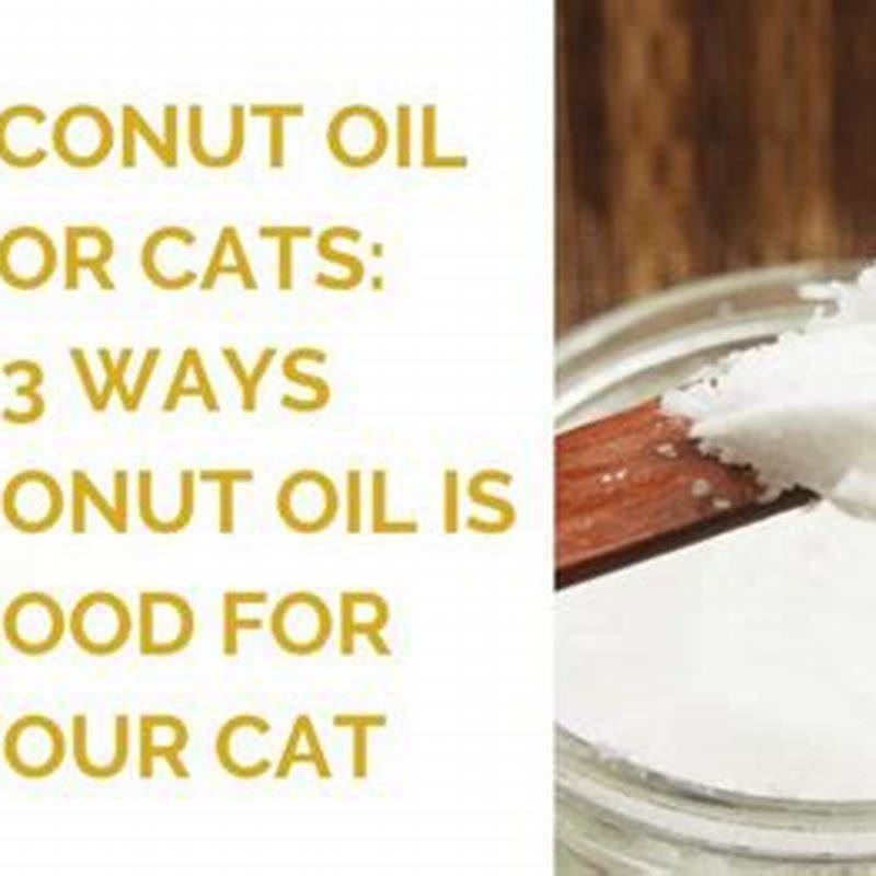 Is coconut oil good for cleaning cats teeth? DIY Seattle