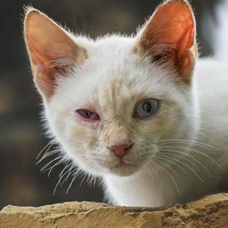 Is conjunctivitis in cats serious?