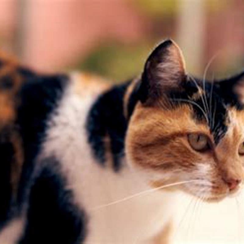 Is feline Hyperesthesia an emergency?