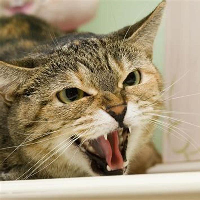 Is growling normal when cats play?