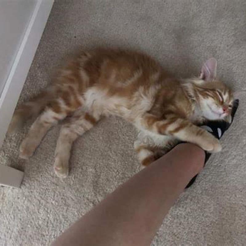 Is it a good thing when cats knead?