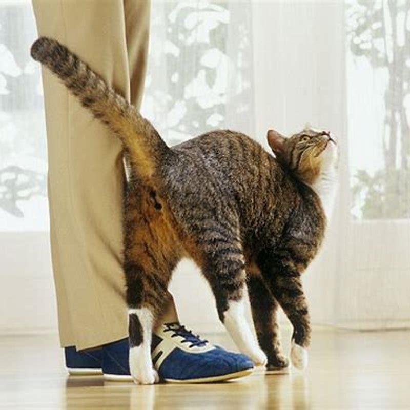 Is it bad to touch a cats tail?