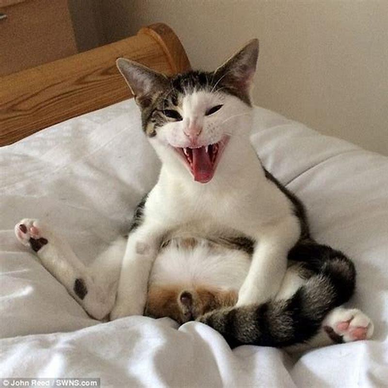 Is it good to get male cats neutered?