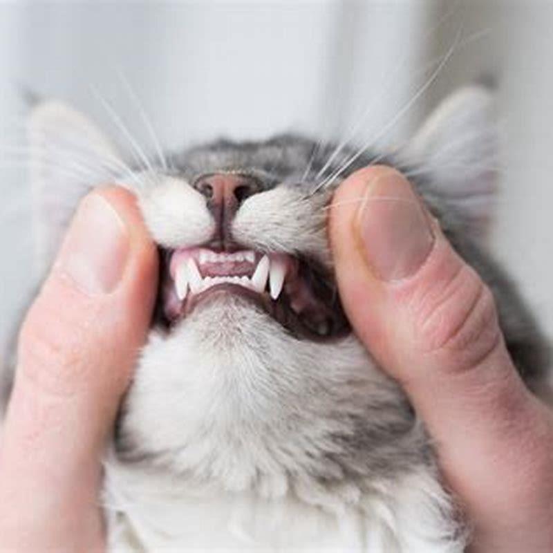 Is it normal for cats to have bad breath?