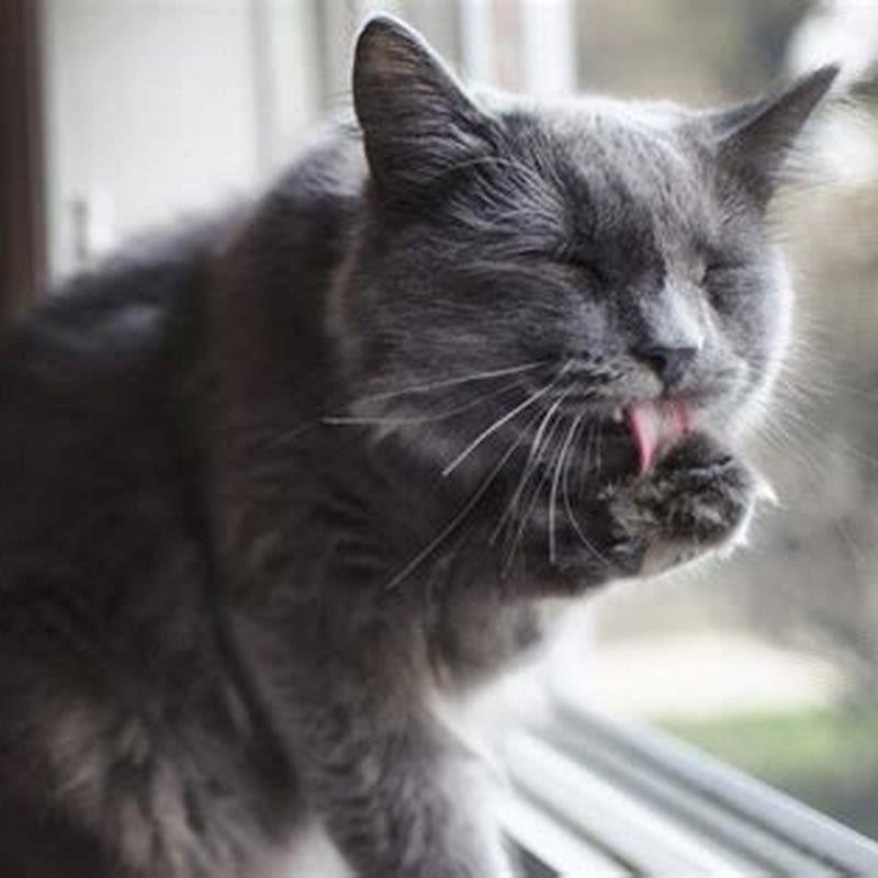 Is it normal for cats to have hairballs everyday?