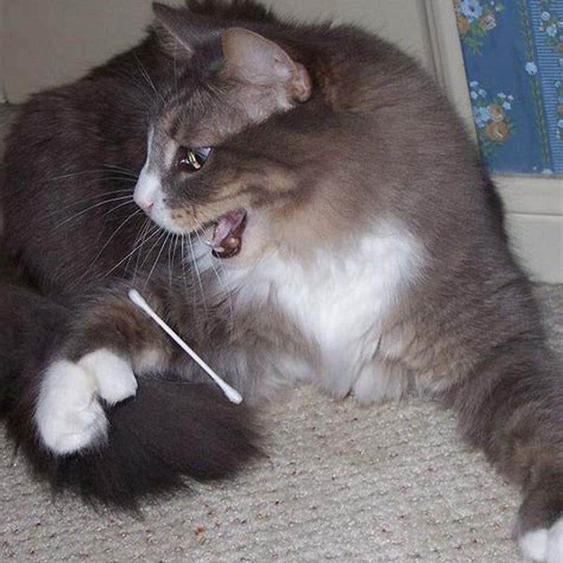 Is it OK for a cat to play with a QTIP?