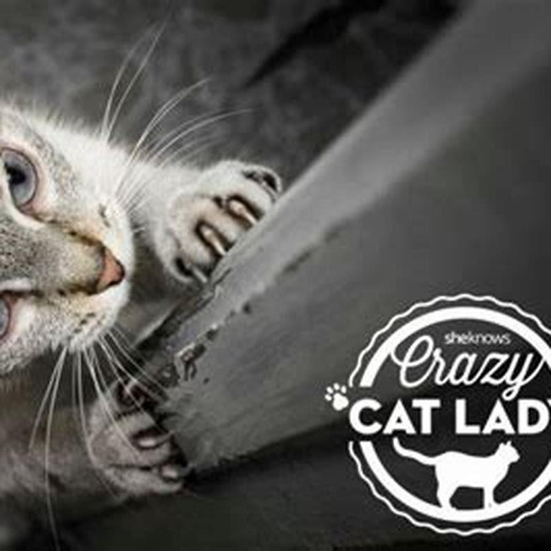 Is it OK if your cat doesnt meow?