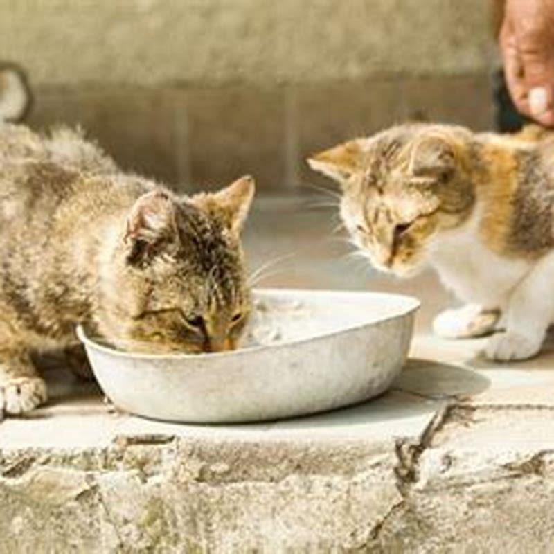 Is it OK to feed a stray cat?
