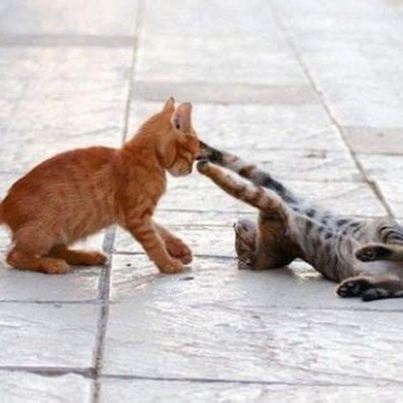 Is it okay for cats to swat at each other?