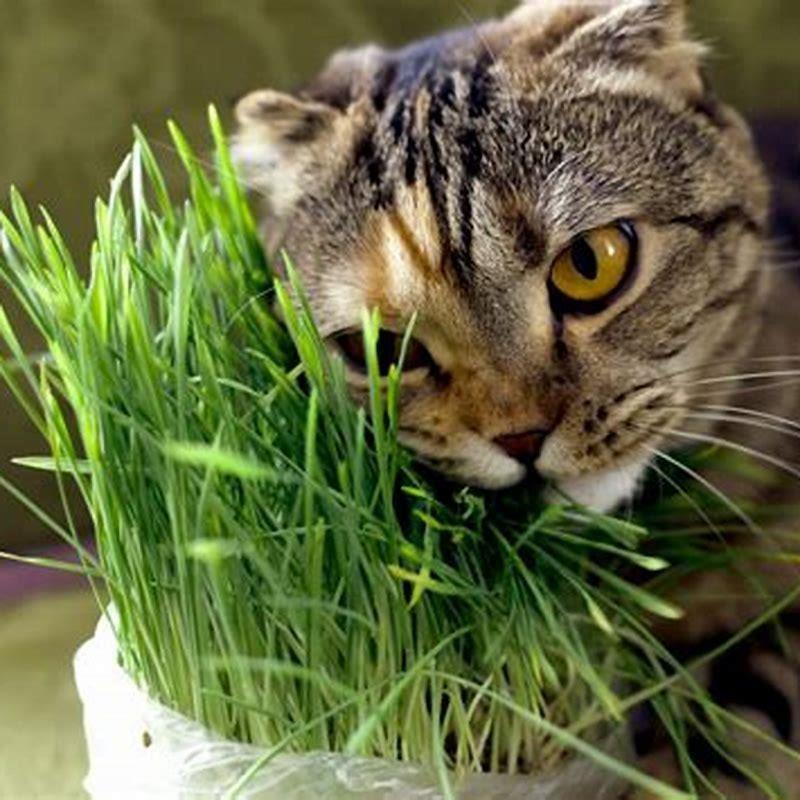 Is it possible for cats to be addicted to catnip?