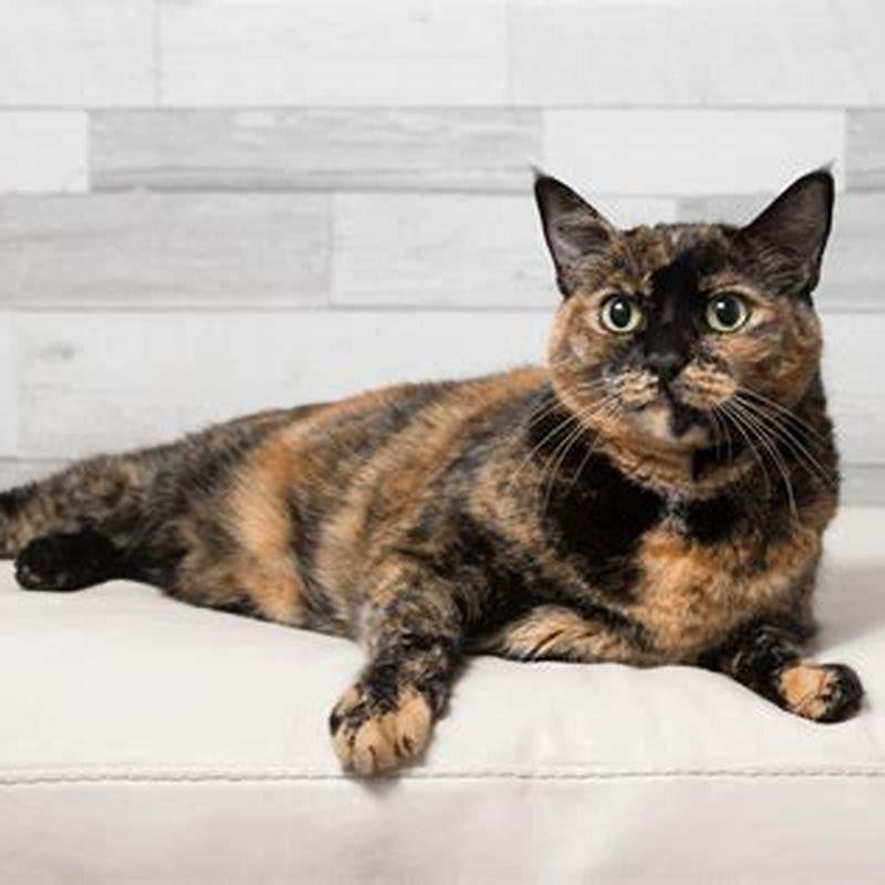 Is it true that all tortoiseshell cats are female?