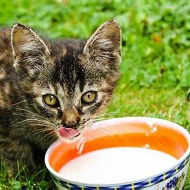 Is milk OK for cats to drink?